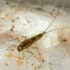 small-minnow-mayfly-larva-baetis-bicaudatus-