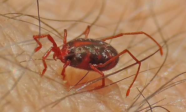 mite-alpine-mt.-roberts-trail