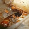 mites-poecilochirus-on-salmon-carcass-with-burying-beetle-larvae