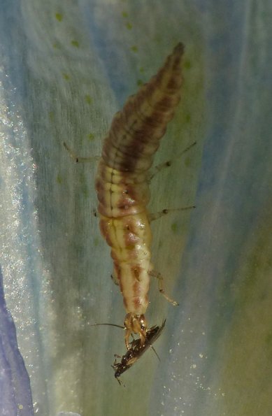 green-lacewing-larva-maybe-eating-a-thrip