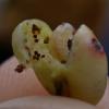 sawfly-larva-hymenoptera-