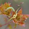 crab-spider-hunting-with-caterpillar-nearby