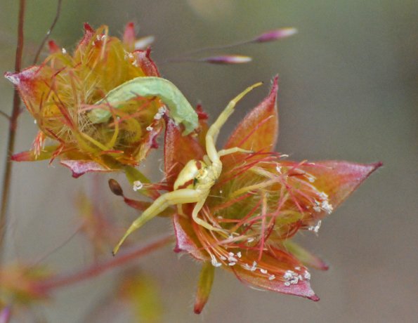 crab-spider-hunting-with-caterpillar-nearby