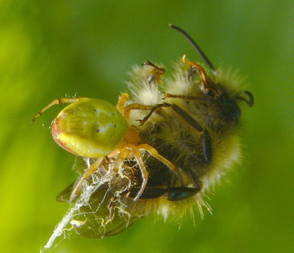 crab-spider-with-bumblebee