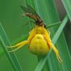 crab-spider-with-fly-juneau