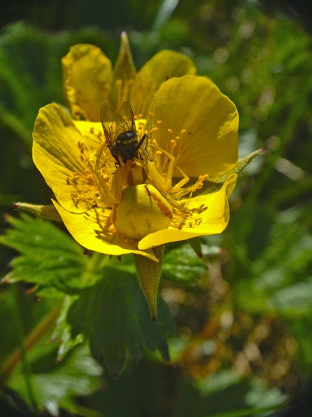 crab-spider-with-fly