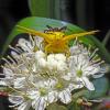 crab-spiders-female-large-male-small-