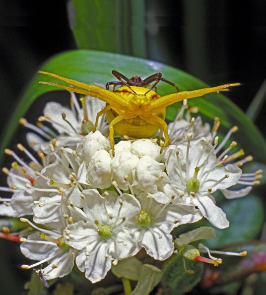 crab-spiders-female-large-male-small-