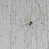 daddy-long-legs-possible-phalangium-opilio-
