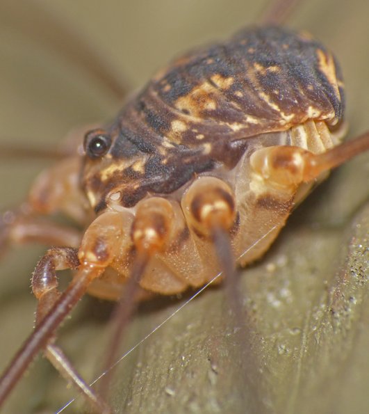 daddy-long-legs-spider-side-view