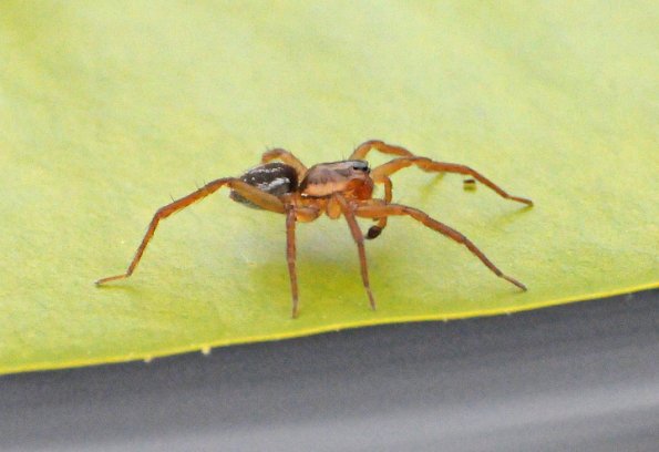 fishing-spider-from-juneau
