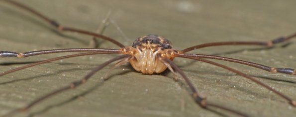 harvestman-front-view
