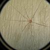 harvestman-top-view