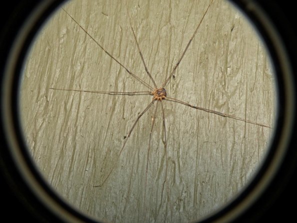 harvestman-top-view
