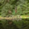 longjawed-spider-at-auke-lake-in-juneau