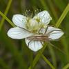 running-crab-spider-on-northern-grass-of-parnassus-fairbanks