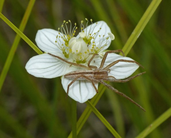 running-crab-spider-on-northern-grass-of-parnassus-fairbanks