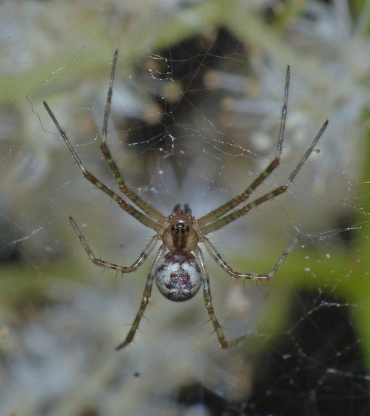 spider-f8-automatic-flash