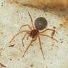 spider-found-underwater-from-juneau