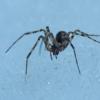 spider-on-snow-b