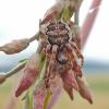 spider-on-top-of-fireweed