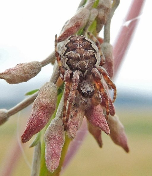spider-on-top-of-fireweed
