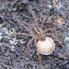spider-probably-wolf-with-egg-sac