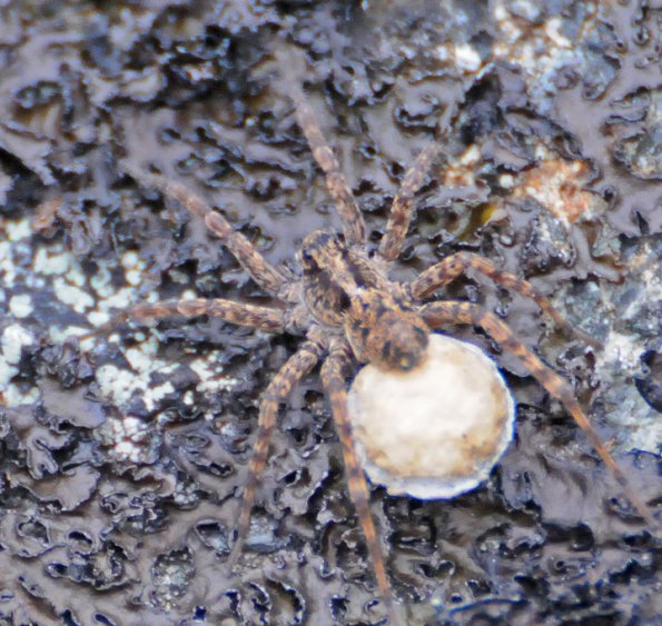 spider-probably-wolf-with-egg-sac