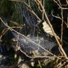 spider-web-along-Mendenhall-Lake