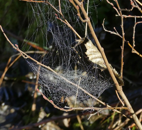 spider-web-along-Mendenhall-Lake
