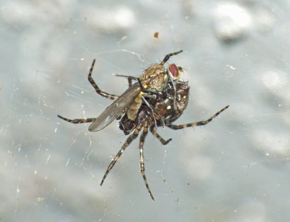 spider-with-male-hydrellia-ephydridae-shore-fly