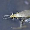 sallfly-adult-chloroperlidae-