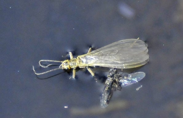 sallfly-adult-chloroperlidae-