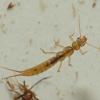 sallfly-larva-sweltsa-