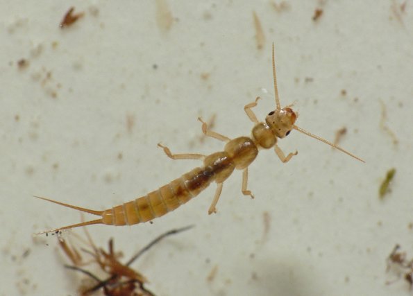 sallfly-larva-sweltsa-