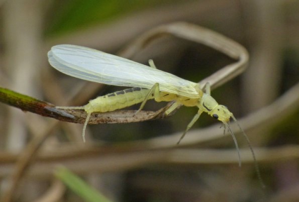 sallfy-adult-chloroperlidae-stonefly