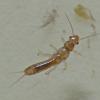 snowfly-larva-capniidae-
