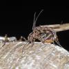 stoneflies-mating-on-March-16-2015