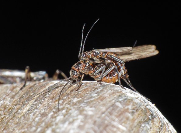 stoneflies-mating-on-March-16-2015