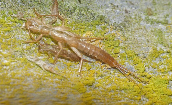 stonefly-Plecoptera-exuviae-1