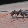 stonefly-adult-2