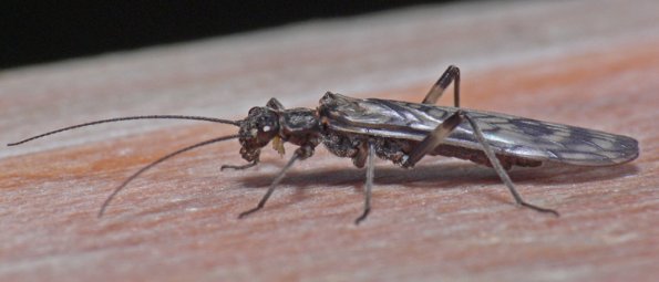 stonefly-adult-2