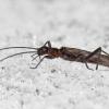 stonefly-adult-on-the-snow