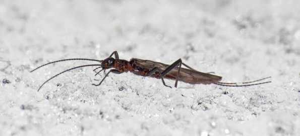 stonefly-adult-on-the-snow