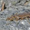 stonefly-adult-with-eggs