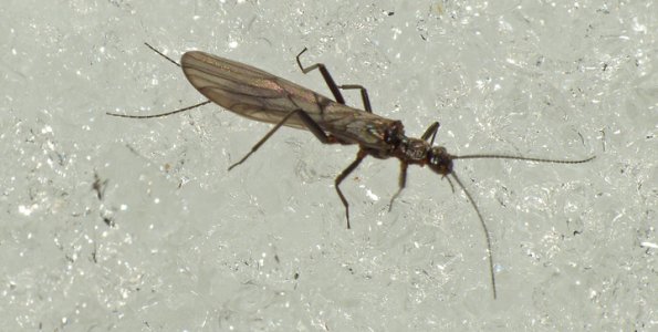 stonefly-on-snow-march-22-cowee-creek