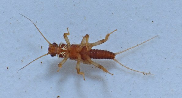 zapada-cinctipes-underside