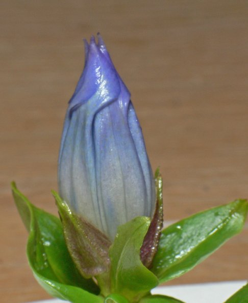broad-petalled-gentian-flower-on-sept-24
