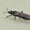 thrips-with-gentian