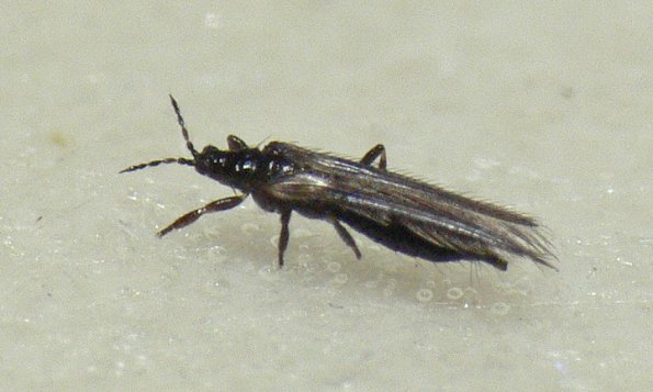 thrips-with-gentian